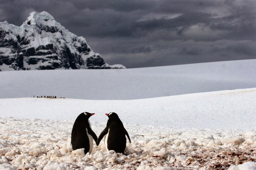 A once in a lifetime shot, this adorable moment of two penguins holding “hands” in Port Lockroy on the Antarctic Peninsula