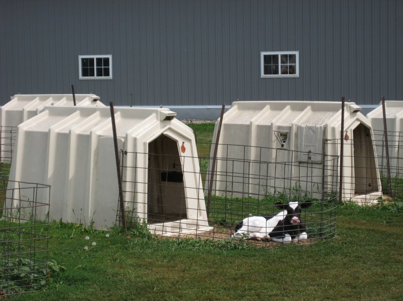 calf-hutches