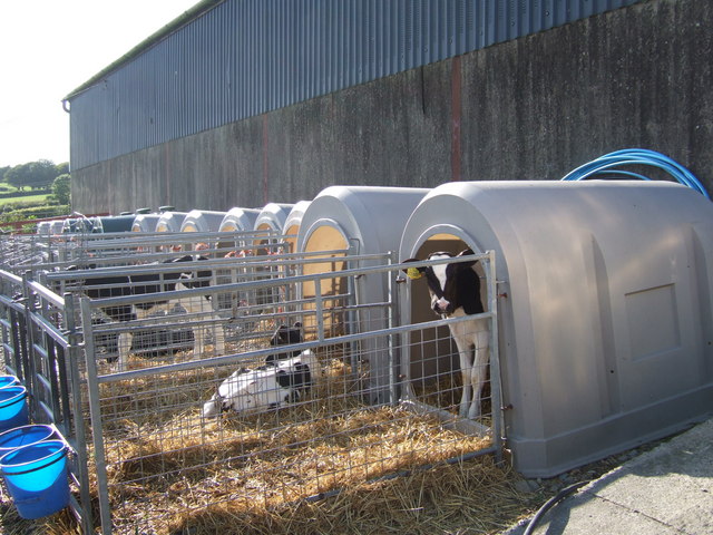Calves_in_crates,_Pencwarre_-_geograph.org.uk_-_524759